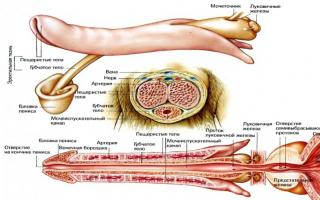 Чоловіча репродуктивна система Тіло людини репродуктивна система чоловік
