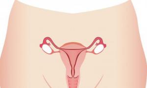 Жіночі статеві органи – будова та функції